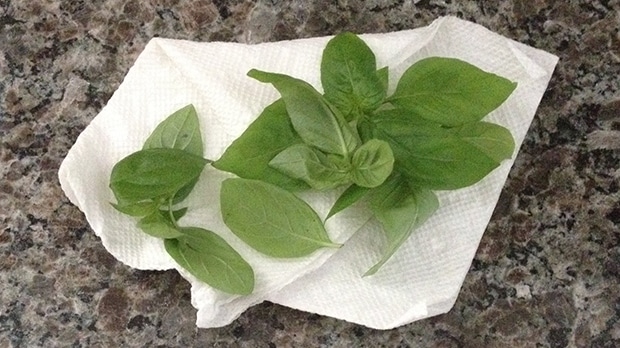 How to Store Fresh Basil