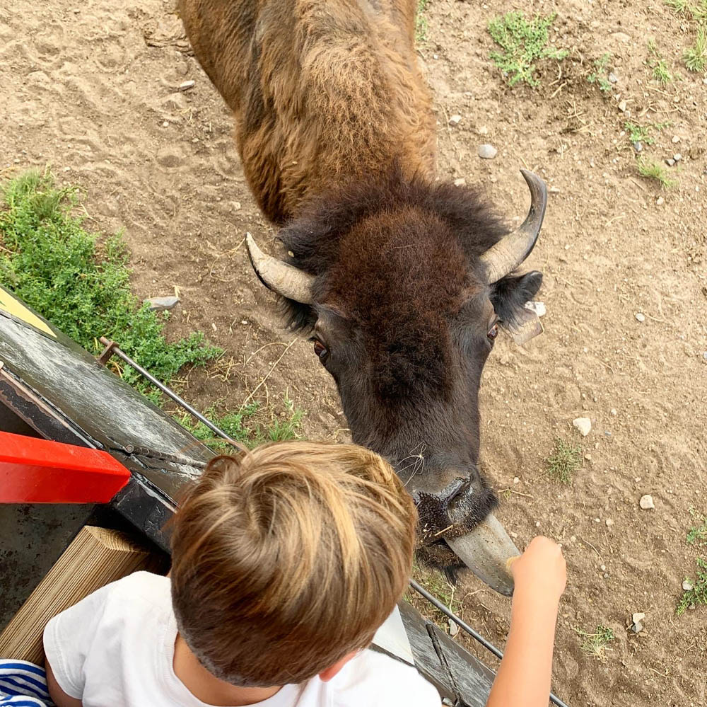 Things to Do in Cheyenne Wyoming Terry Bison Ranch