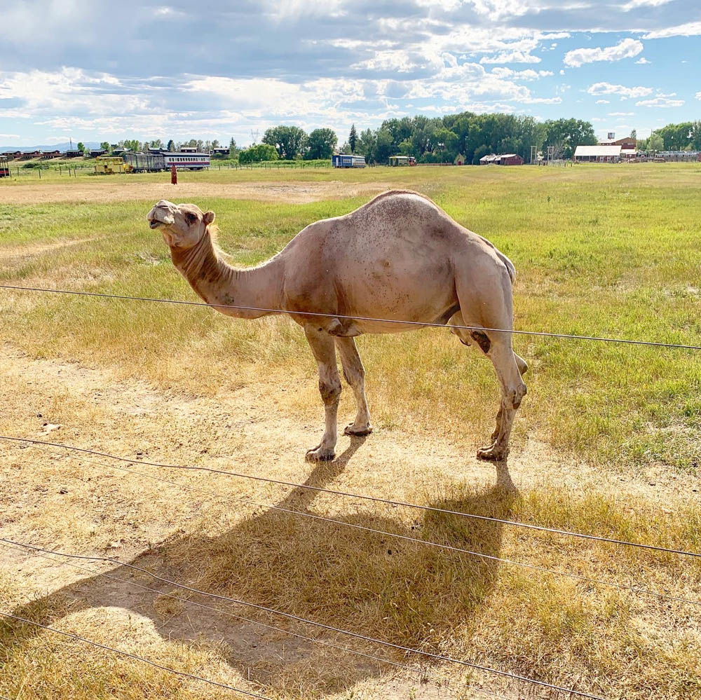 Things to Do in Cheyenne Wyoming Terry Bison Ranch