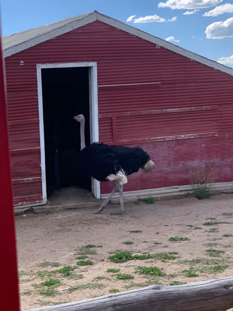 Things to Do in Cheyenne Wyoming Terry Bison Ranch