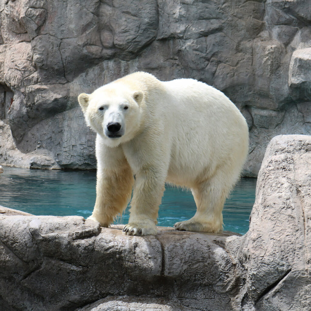 Albuquerque Zoo