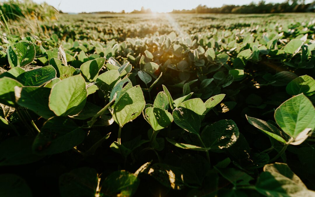 Plant-Based Whole30 Soy Nuts 2025
