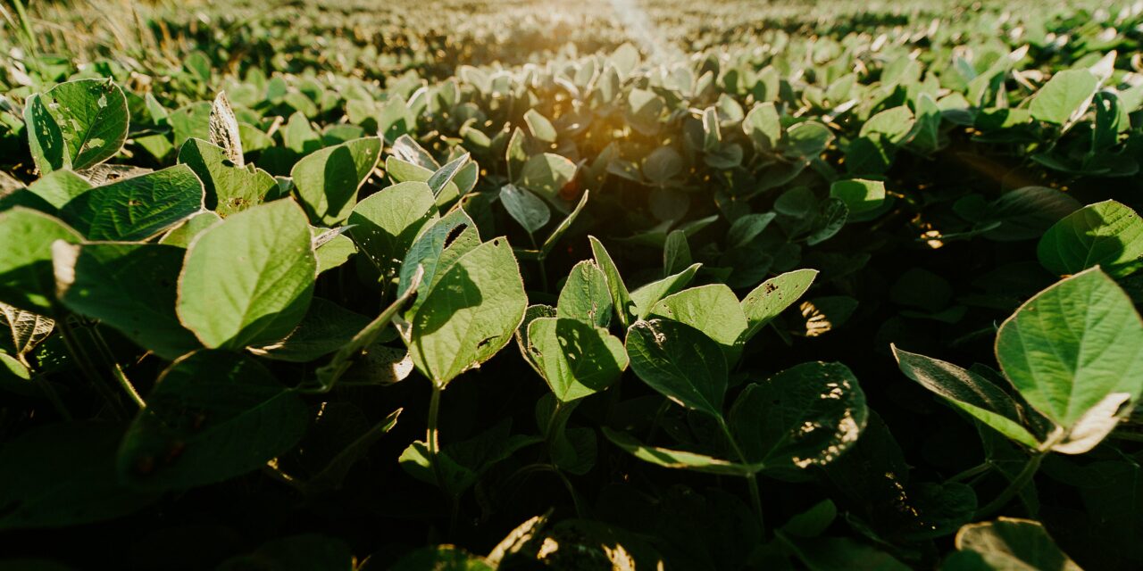 Plant-Based Whole30 Soy Nuts 2025