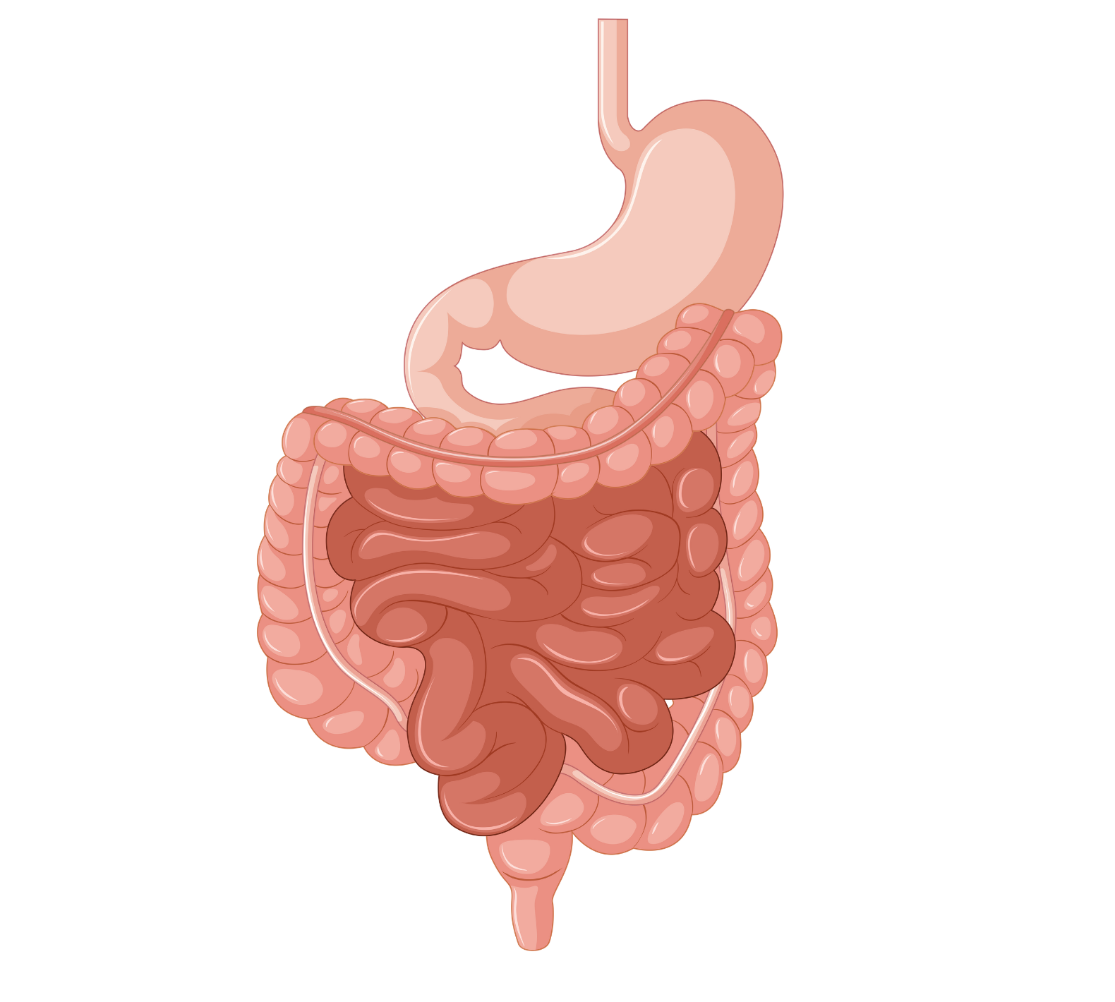 Intestines Graphic Intestines Graphic